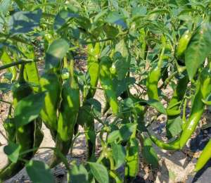 羊角椒种植技术-12月辣椒育苗，优质辣椒品种，结果多，采收期长，农户试种一波