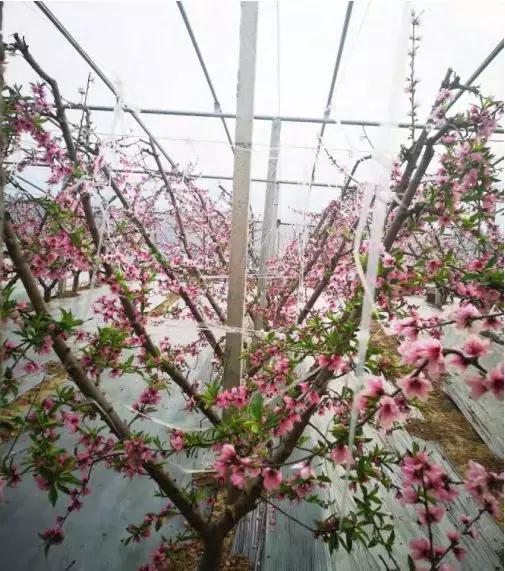Y形桃树栽培全套技术方案！