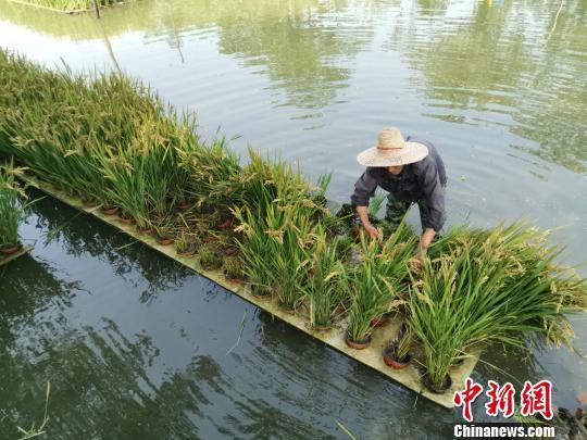 优质水稻“睡”浮床 农民下河“种出”新花样