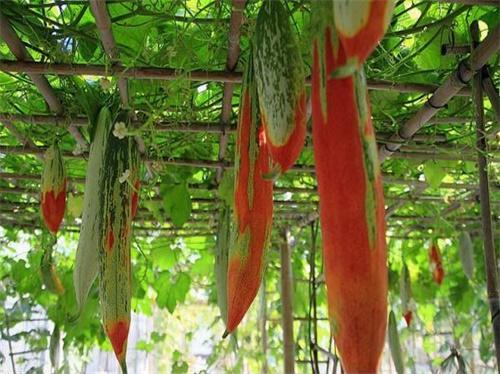 变色瓜又叫金芒果瓜，颜色鲜艳、营养高，种植之前要了解相关技术