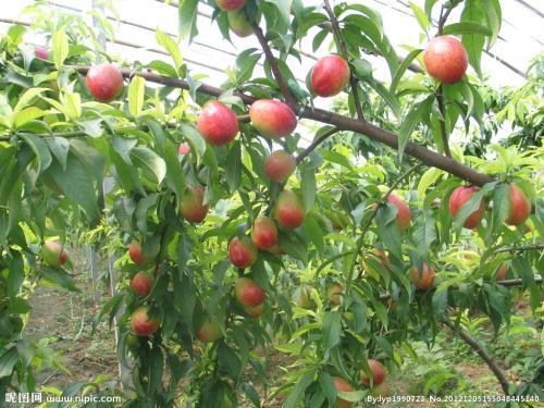 大棚油桃栽种后如何进行管理？有什么方法要点？