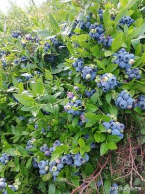 适合东北种植的蓝莓-种植蓝莓怎么挑选优良品种？16个蓝莓品种由你自己选