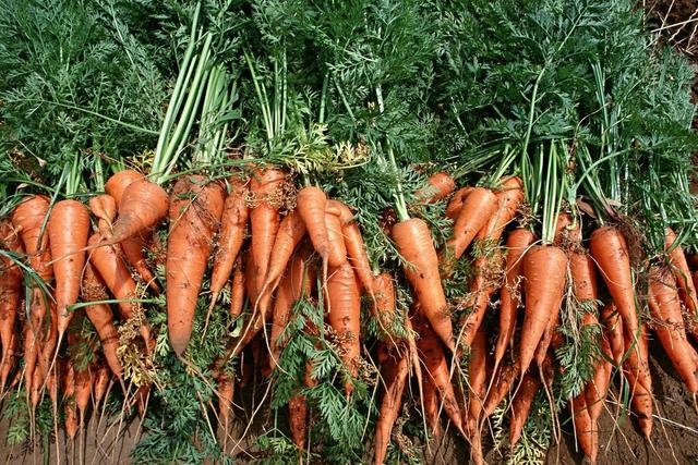 红萝卜什么时间种植？如何进行种植？