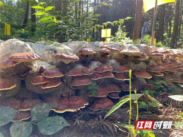 全国融媒江西行丨广昌小蘑菇 樟树林里放光彩
