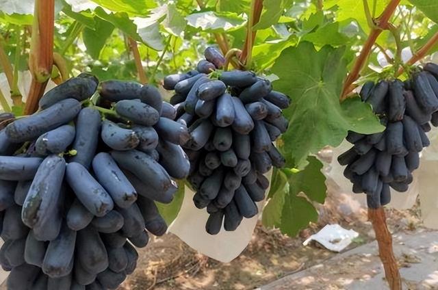 想要你家的蓝宝石葡萄长得好，特殊技巧少不了，在家种植不愁产量
