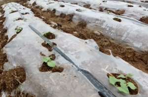 菜豆种植时间和方法-豆角播种时间、播种方法和苗期管理
