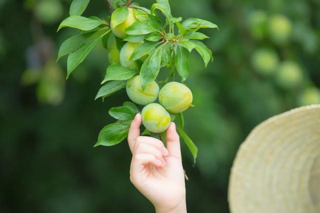 日本果树的有机栽培技术