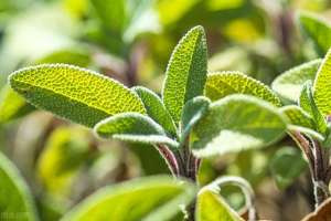 丹参种植周期-#种植业技术#丹参高效栽培技术