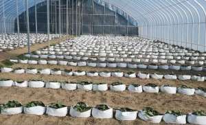 西瓜怎么种植-种植袋里种西瓜，分享2个坐瓜多的技巧，农户看完都能学会