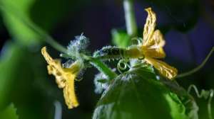 黄瓜种植土壤-黄瓜可以在花盆里种吗？在花盆里种黄瓜都需要什么？