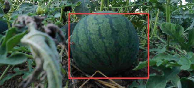 西瓜的种植技术及其美食制作方法