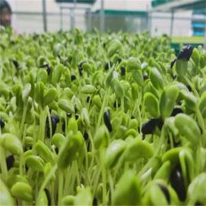 豌豆苗种植视频-芽苗菜种植：如何更好地种芽苗菜，实现丰收高产