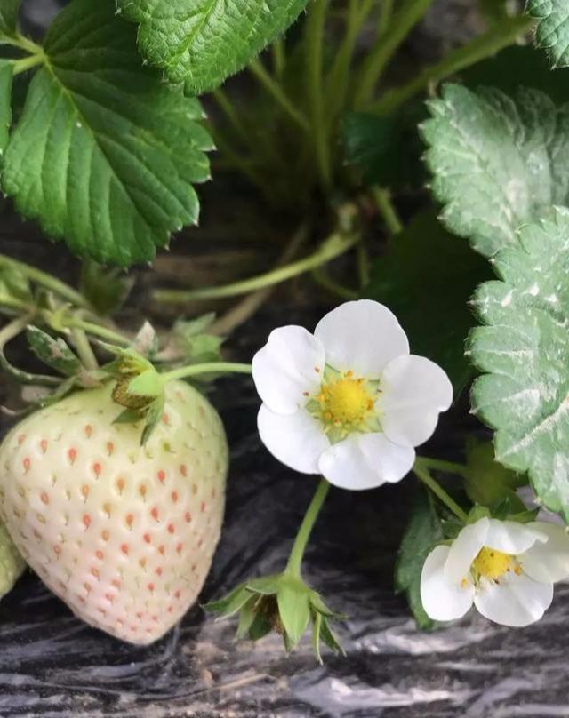 草莓新品种之白草莓：“白雪公主”和“白雪天使”！