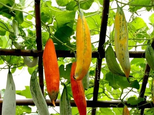 变色瓜又叫金芒果瓜，颜色鲜艳、营养高，种植之前要了解相关技术