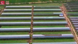 红薯架上种植-视频丨棚顶架光伏，棚内搞种植，农光互补生态富民