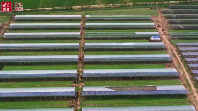 视频丨棚顶架光伏，棚内搞种植，农光互补生态富民