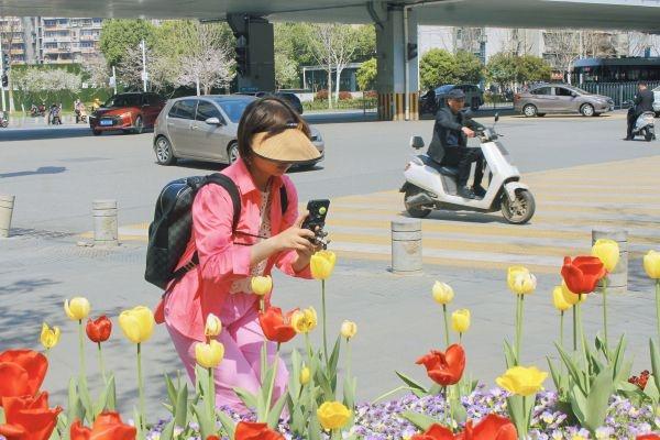 武汉30处“花园路口”上新花卉，颜色鲜艳且花期长