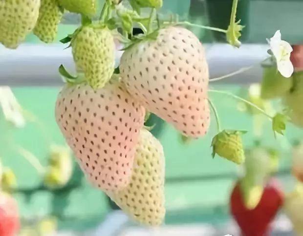 草莓新品种之白草莓：“白雪公主”和“白雪天使”！