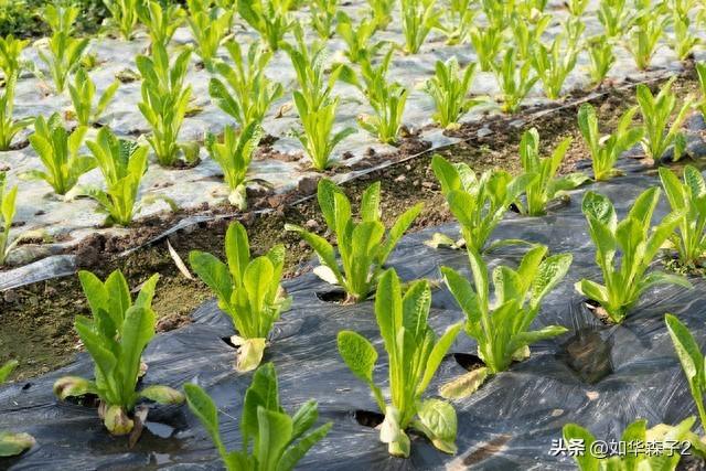 莴笋种植方法：播种到采收，掌握6个技巧，莴笋优质又高产
