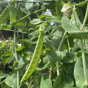 架豆的种植时间-扁豆