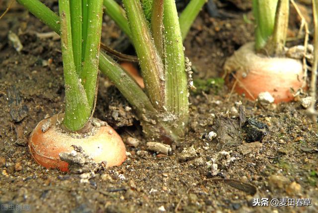 夏秋播胡萝卜露地栽培过程中，需要注意这些事项，才能取得高产