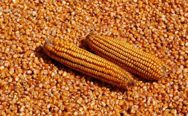 承包100亩地种小麦和玉米，一年赚50万真的有可能吗？