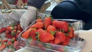 嘉定灯塔草莓种植基地-疫情倒逼转变销售模式，草莓种植户玩起了“拼团群”
