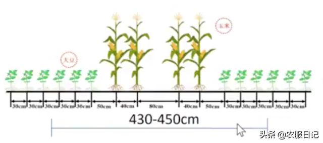 玉米大豆带状复合种植模式下，杂草该如何防治？专家给出了答案