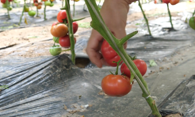 种番茄，掌握3个技巧，番茄果型好，个头均匀，品质高