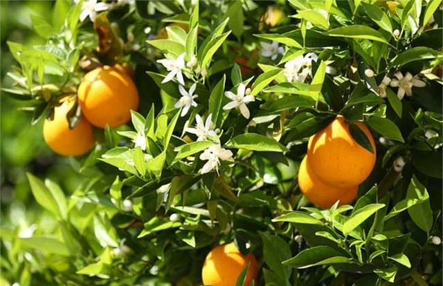 有了这几个技巧，便可以在家里种植健康的橙子，口味极好