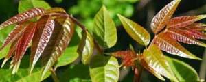 如何种植香椿树-香椿种子怎么种发芽多