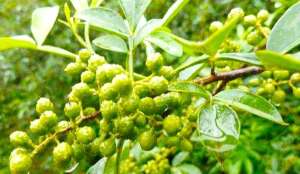 花椒树苗种植技术-花椒发展种植“七个特征”“六个问题”“五条建议”“七项注意”
