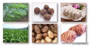 荔浦芋头的种植技术-芋头要高产稳产，芋头栽培技术手册必读