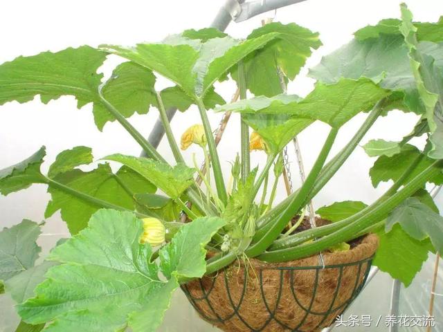 8种可以用吊盆养护的蔬菜水果，没有空间也能种出菜园、果园