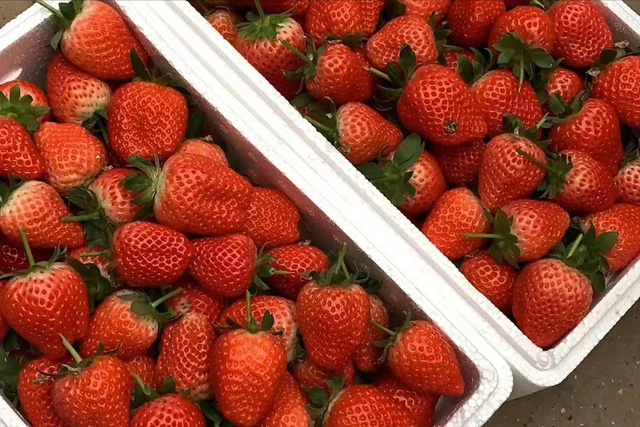 草莓怎么种植结果多又大?
