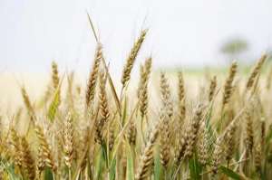 种植合作社工作总结-承包100亩地种小麦和玉米，一年赚50万真的有可能吗？