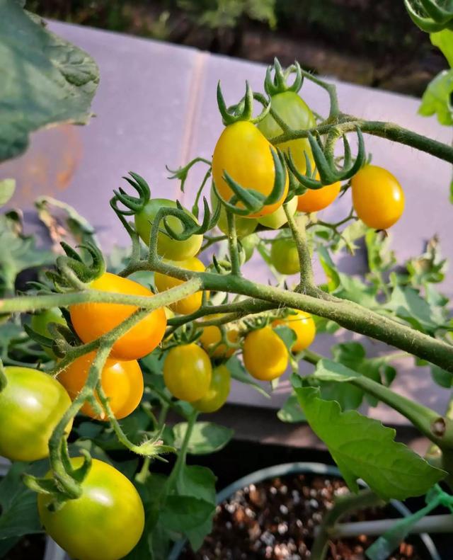 盆栽小番茄很好养，花盆大一些光照足一些，果子更多枝更壮