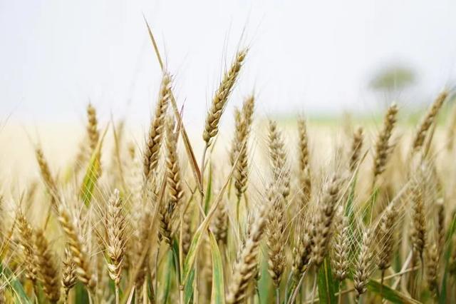 承包100亩地种小麦和玉米，一年赚50万真的有可能吗？