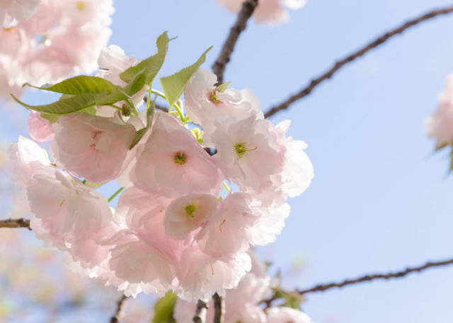 樱花品种知多少！带你了解日本樱花的十个品种