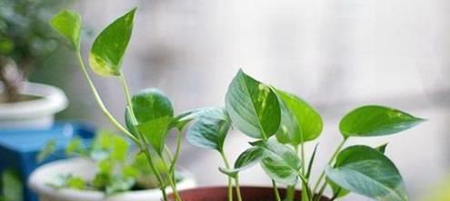 这4种植物，被称为“甲醛克星”，养上几盆，加快净化甲醛速度！