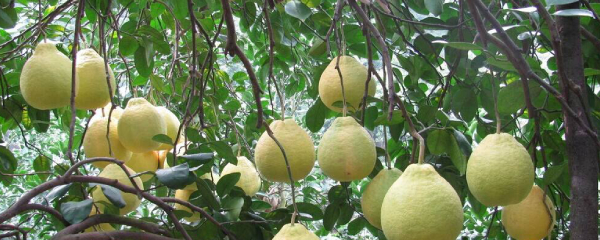 马家柚怎么种植，马家柚高效栽培技术