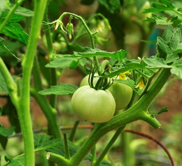 番茄的根与茎有何特点？了解其特点，对您生产番茄好处多多