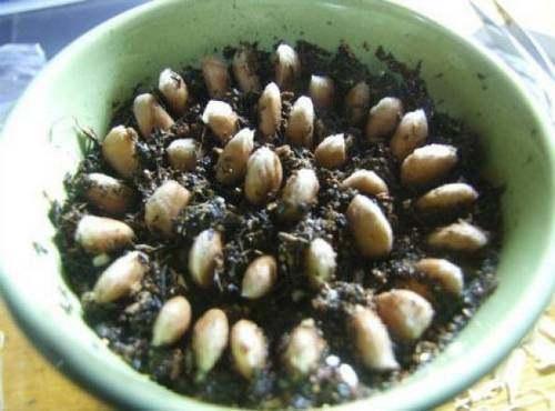吃剩的“柚子籽”别扔，丢盆里3天发芽，长出绿油油的盆栽