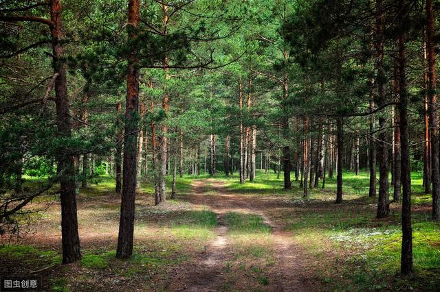 杉木速生丰产林栽培技术，掌握苗圃管理技巧，提高杉木种植的质量