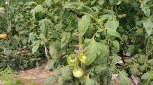 种植西红柿-番茄种植高产小技巧，换个施肥配方，长势好，产量高