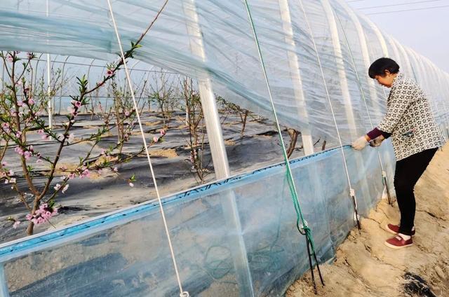 大棚油桃栽种后如何进行管理？有什么方法要点？