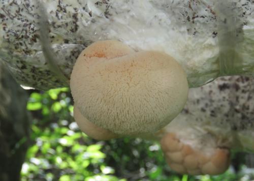 猴头菇怎么种？猴头菇高产栽培管理技术