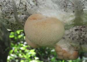 猴头菇种植要求-猴头菇怎么种？猴头菇高产栽培管理技术