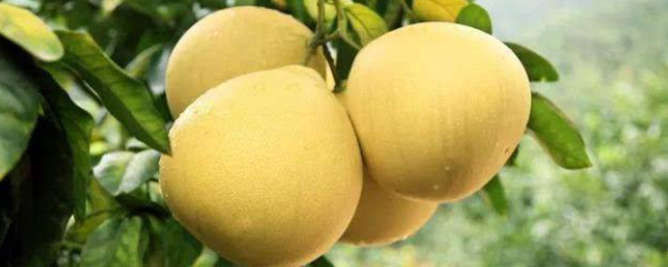 马家柚怎么种植，马家柚高效栽培技术