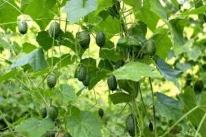 拇指西瓜种植方法-帮农探｜“拇指西瓜”到底是什么瓜？现在种还能赚钱吗？
